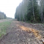 Koku mulcers koki koku zāģēšana bīstamo koku zāģēšana