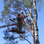 Bīstamo koku zāģēšana koku ciršana koku parstādīšana